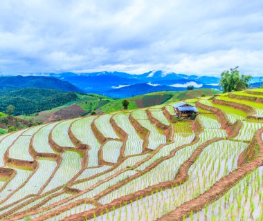 Pirinç tarlaları Tayland at