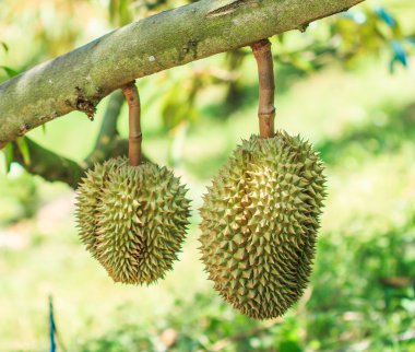 Durian meyve Tayland