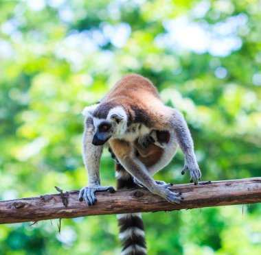 Ring-Tailed Lemurlar