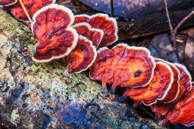 asian Mushrooms in forest clipart
