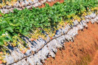 Doi Ang Khang, çilek Bahçe