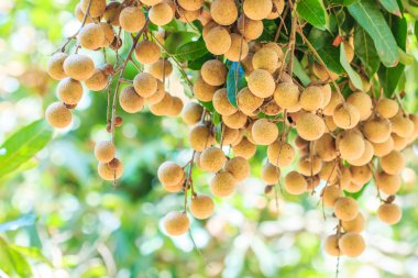 Longan meyve meyve bahçesi