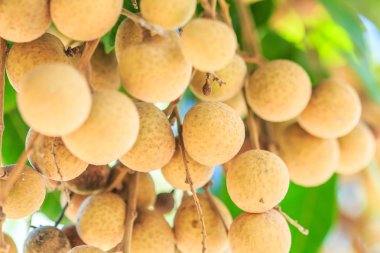 Longan meyve meyve bahçesi