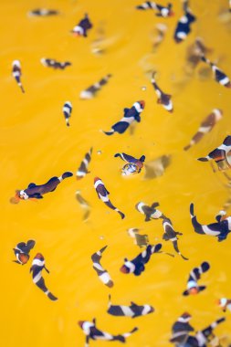 Amphiprion nigripes su