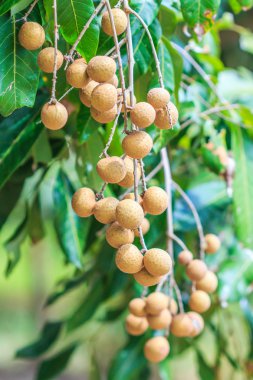 Longan meyve meyve bahçesi
