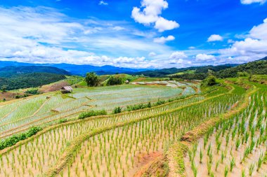 Pirinç tarlaları Tayland at