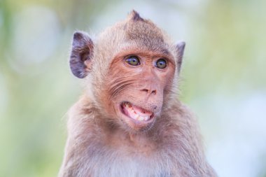 crab-eating macaque clipart
