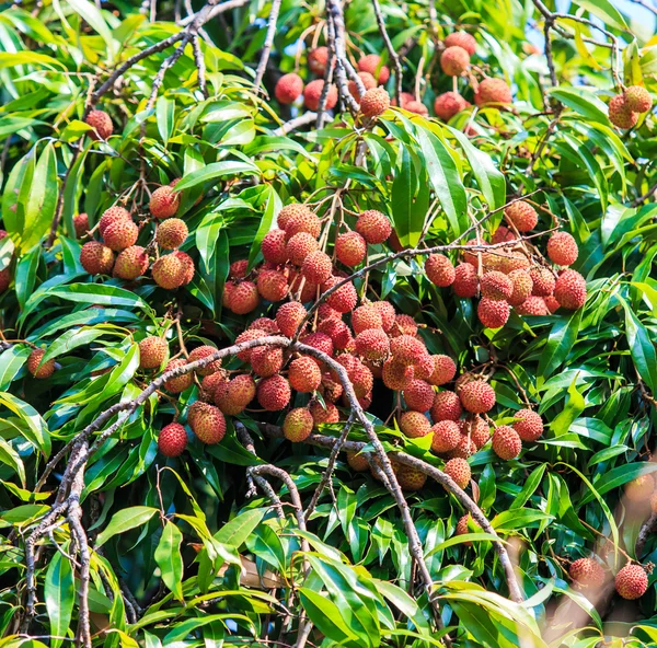 Frutti di litchi maturi — Foto Stock