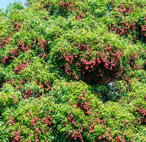 Olgun lychee meyve — Stok fotoğraf