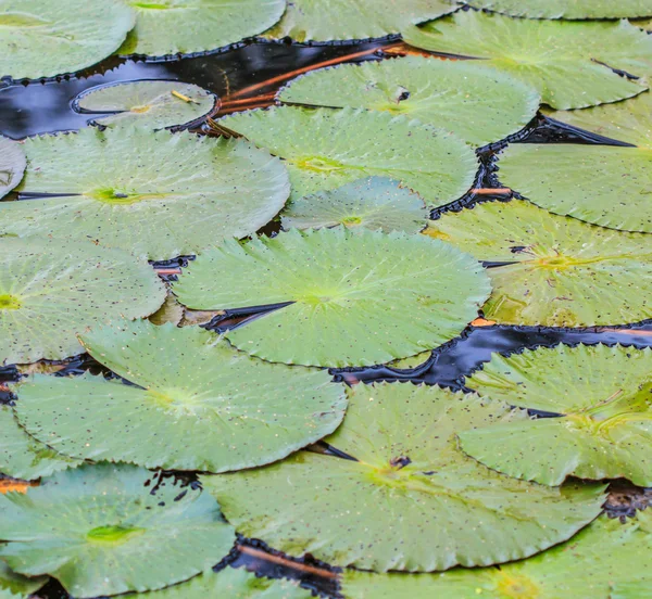 Lotus green leaves — Stock Photo, Image