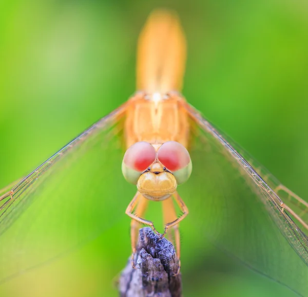 Dragonfly insect close-up — Stockfoto