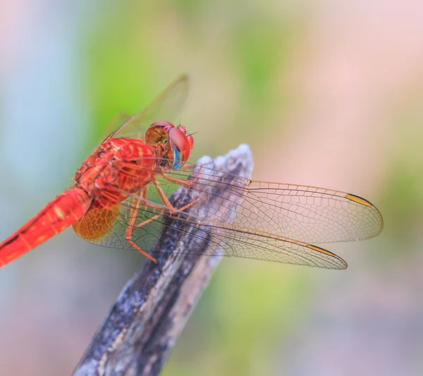 Dragonfly insect close-up — Stockfoto