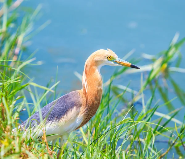 Jávský rybník heron — Stock fotografie