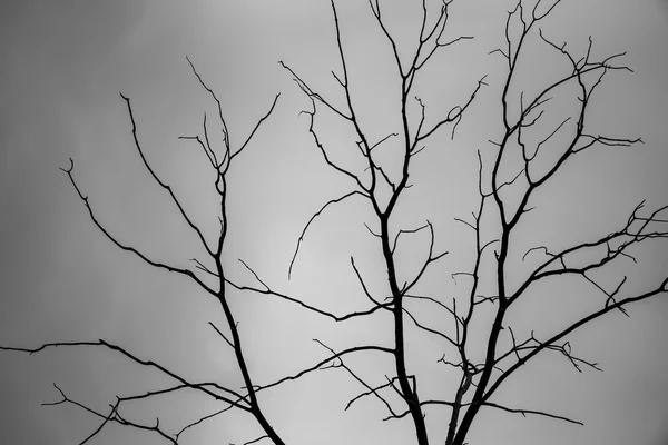 Dead dried tree — Stock Photo, Image