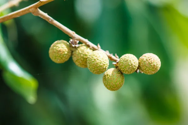 Frutas secas na Tailândia — Fotografia de Stock