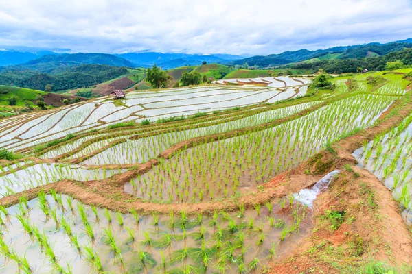 Campi di riso in Thailandia — Foto Stock