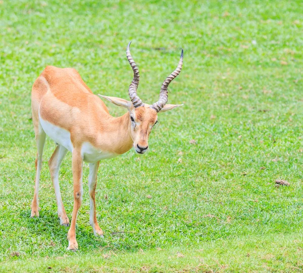 Gazelle wild animal — Stock Photo, Image