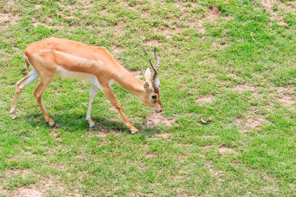 Gazela animal selvagem — Fotografia de Stock