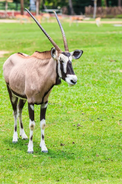 Gazelle wild animal — Stock Photo, Image