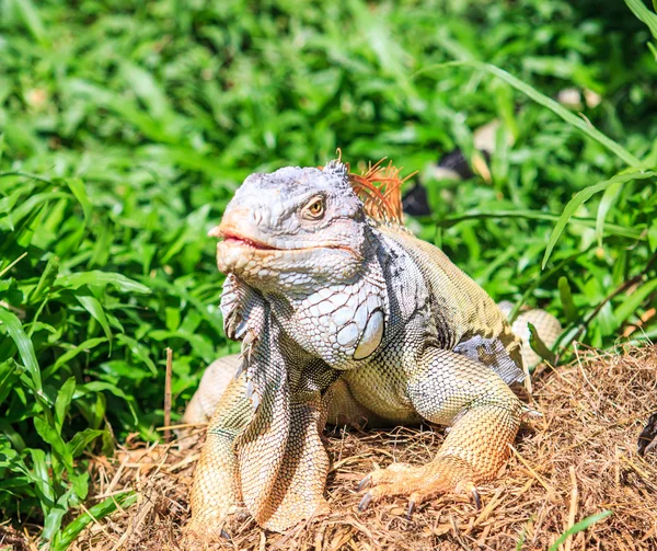 Grüner Leguan im Zoo — Stockfoto