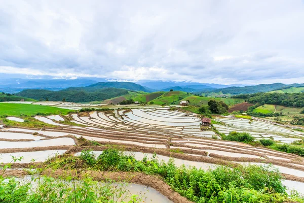 Risfälten på Thailand — Stockfoto