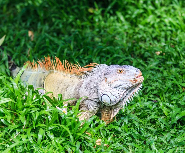 Grüner Leguan im Zoo — Stockfoto