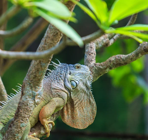 Leguán zelený v zoo — Stock fotografie