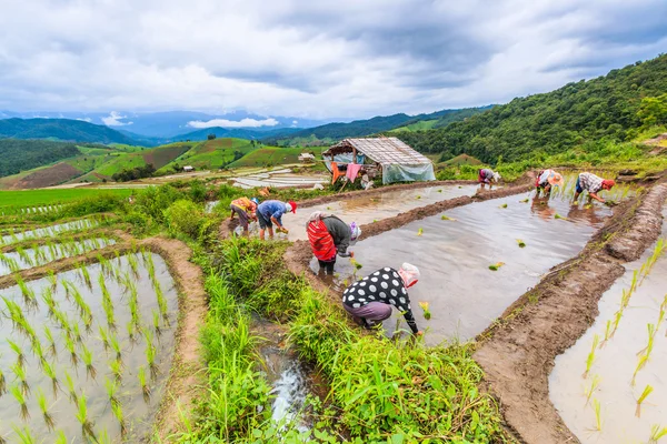 Agricultores plantando mudas de arroz — Fotografia de Stock