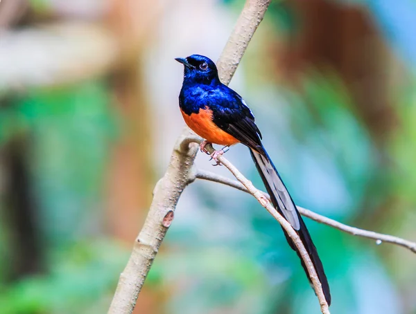 Pájaro Shama de Rumba Blanca — Foto de Stock