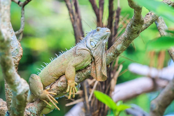 Iguana verde en el zoológico —  Fotos de Stock