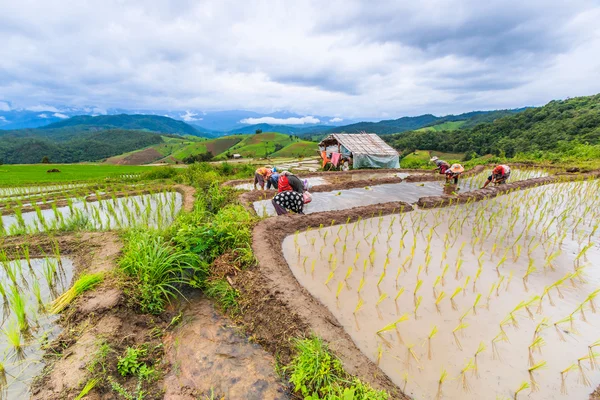 Agricultores plantando mudas de arroz — Fotografia de Stock