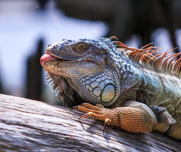 Iguane vert dans le zoo — Photo