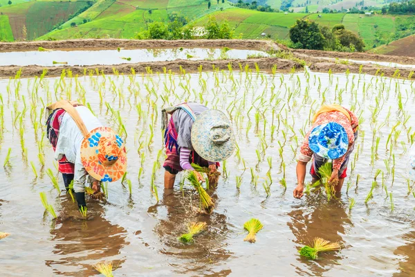 Coltivatori che piantano piantine di riso — Foto Stock