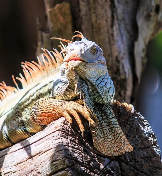 Grüner Leguan im Zoo — Stockfoto