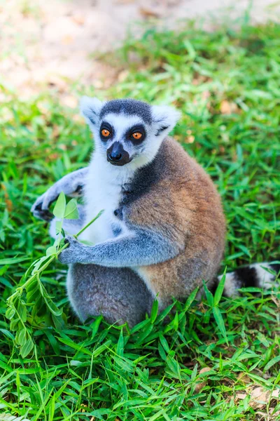 Lemur-de-cauda-anelada — Fotografia de Stock