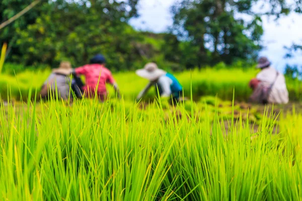 Farmers planting rice seedlings — Stock Photo, Image