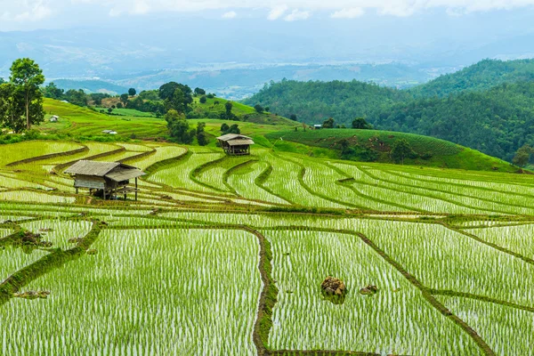 Reisfelder in Thailand — Stockfoto