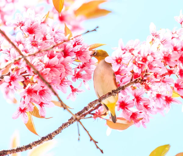 Птица на цветущей вишне — стоковое фото