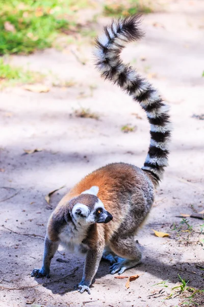 Lemur-de-cauda-anelada — Fotografia de Stock