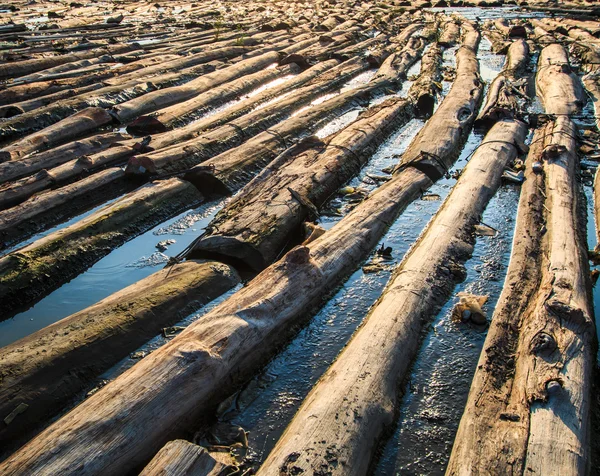 Wood logs in water — Stock Photo, Image