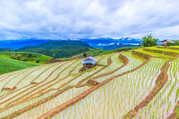 Pirinç tarlaları Tayland at — Stok fotoğraf