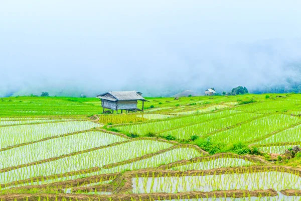 Pirinç tarlaları Tayland at — Stok fotoğraf