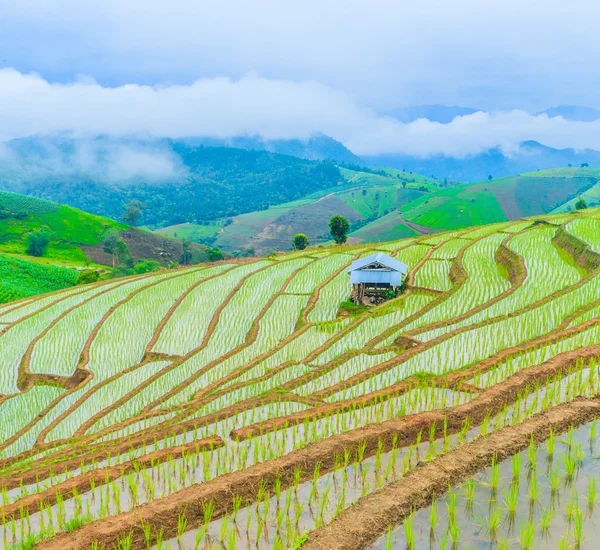 Campos de arroz na Tailândia — Fotografia de Stock