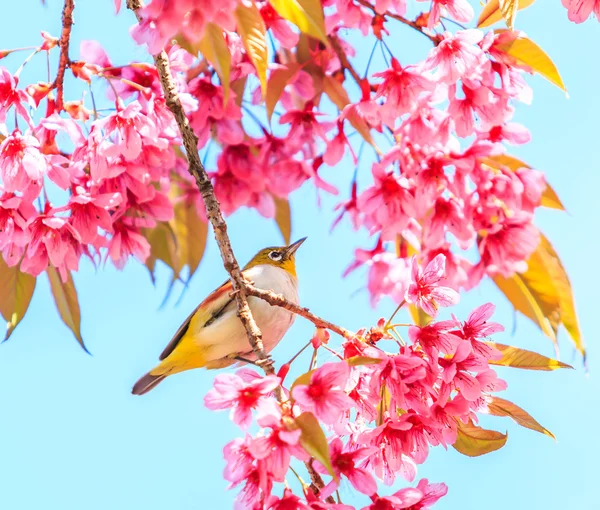 Oiseau sur cerisier — Photo