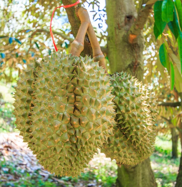 Durian frukter i thailand — Stockfoto