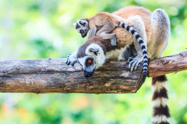 Ring-tailed lemurer — Stockfoto