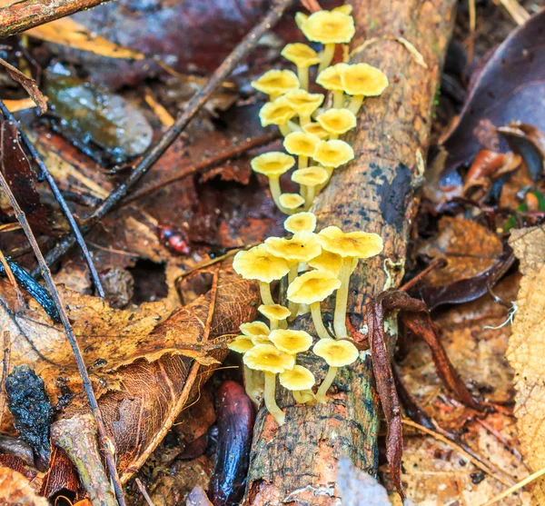 Cogumelos na floresta em Chiang — Fotografia de Stock