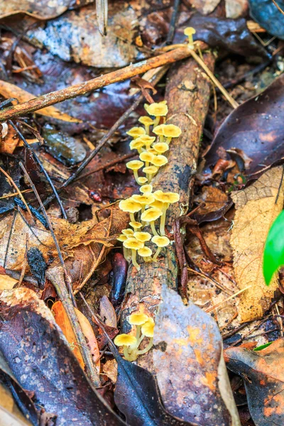 Cogumelos na floresta em Chiang — Fotografia de Stock