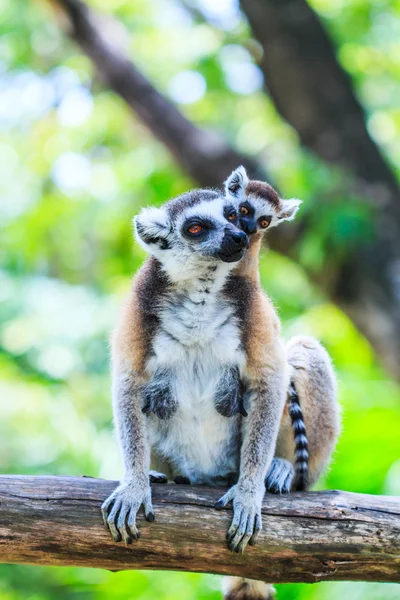 Ogoniasty lemury — Zdjęcie stockowe