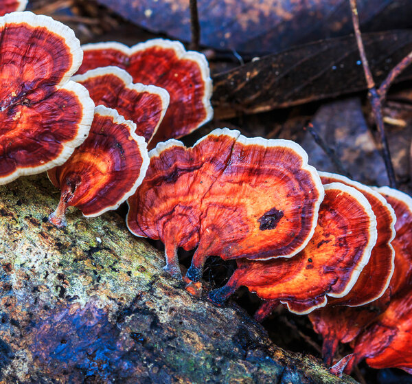 asian Mushrooms in forest